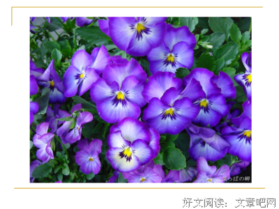 懷唸烟草滴味道的优美句子