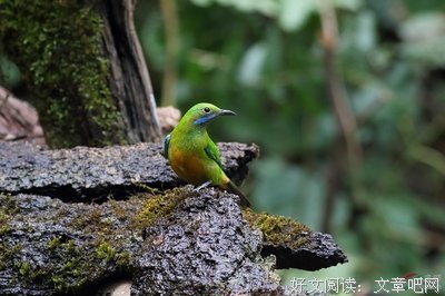 关于落幕倾城的优美句子