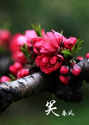 桃花依旧妖娆句子
