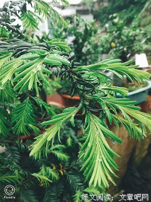 痴人说梦好词好句