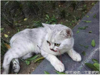 七窍的句子