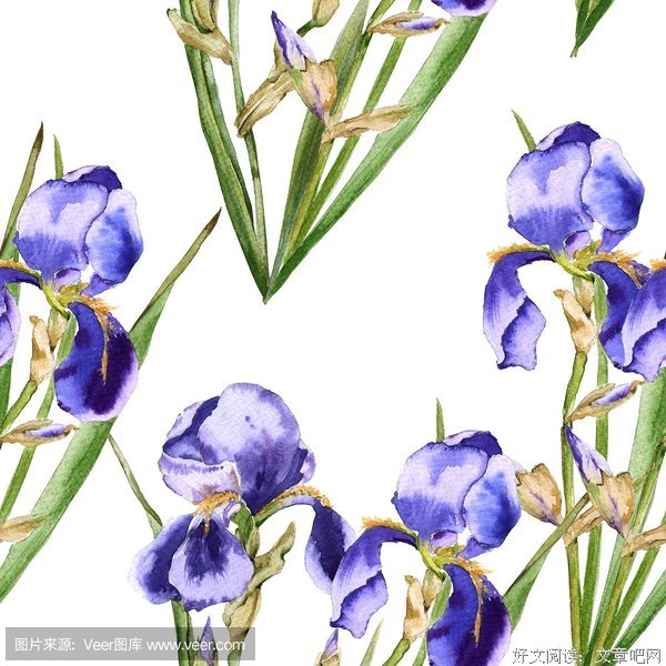 鸢尾花 