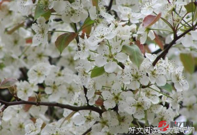 朦胧诗句集