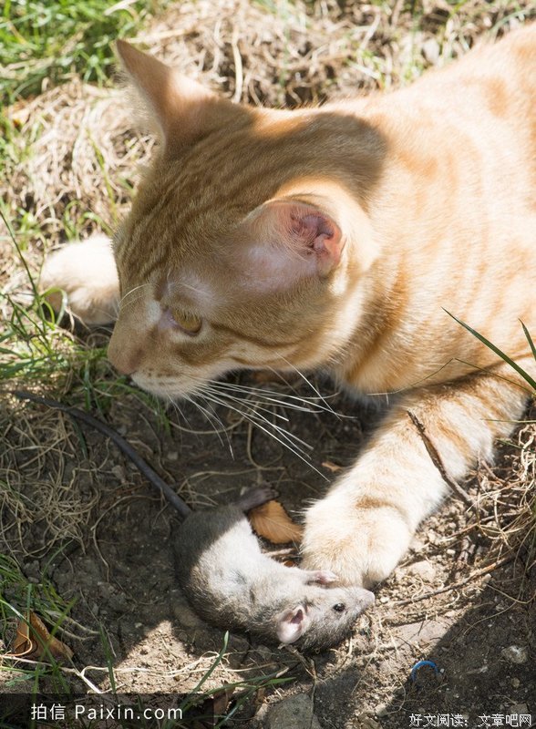 cat-and-mouse