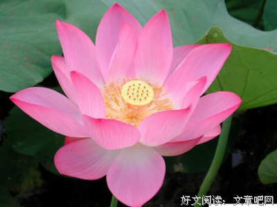 关于五柳的座右铭