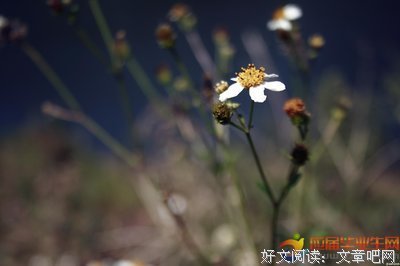 purple翼经典的句子
