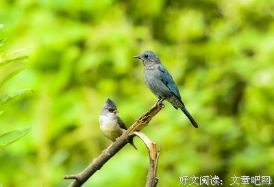 《蓝与黑》观后感精选