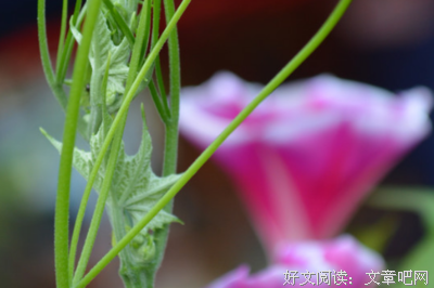 紫冉的夕颜花的优美句子
