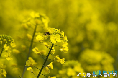 有关心迹的句子