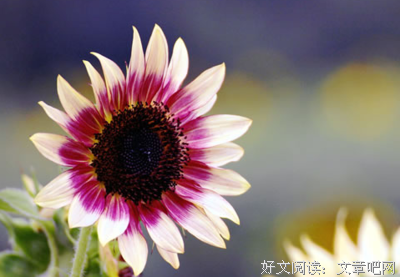 心的开轻声好词好句