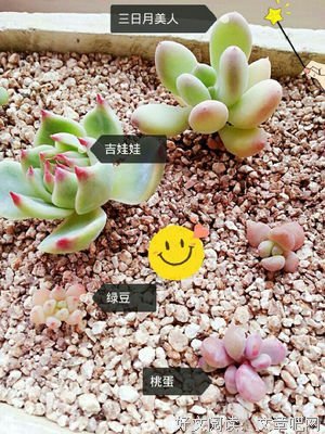 2019蔡小小名言