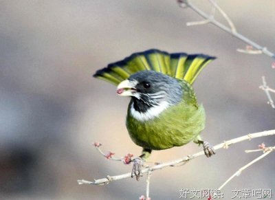 麻雀像死去亲人灵魂在歌唱