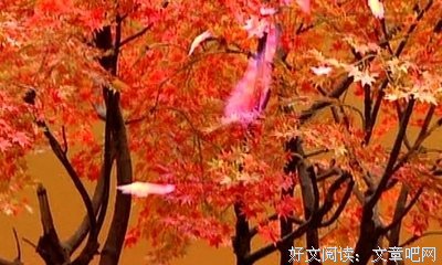《霹雳经武纪之枭皇论战》影评100字