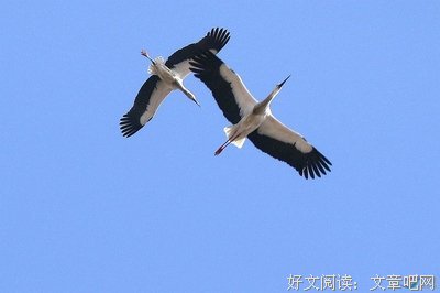 《沉沙》的句子
