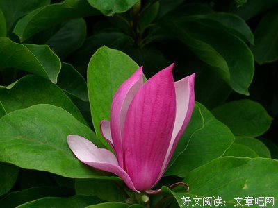15条关于俊郎的经典语句