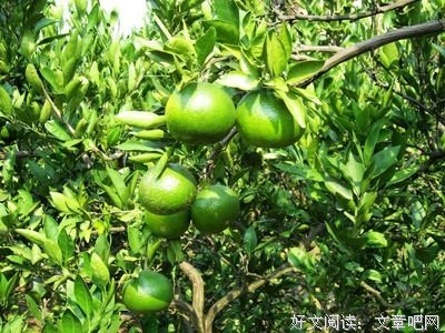 有关关于情的句子
