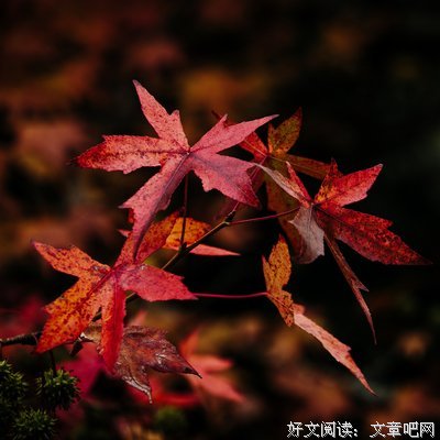 《书籍》的句子