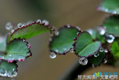 关于久旱逢甘霖的语句