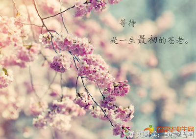 独殇优美的句子