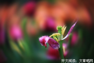 有关我以前有个同用去的句子