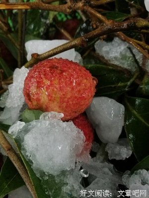 关于一骑红尘妃子打有，格道人知是荔枝来的优美句子