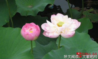 关于于林的语句