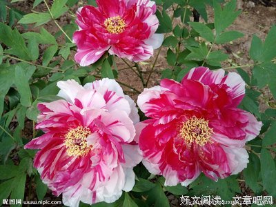描写二乔的语句摘抄
