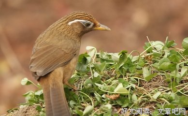 为卿画眉共浮生，梦盼烟花泪衣袂。的优美句子