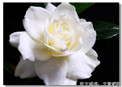 未曾尽诗家