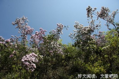 里别叶草句子大全
