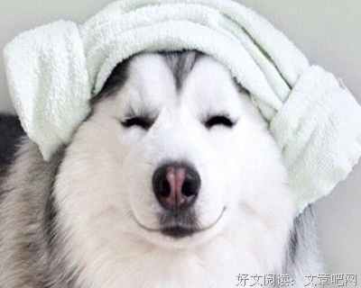 毒舌的优美句子