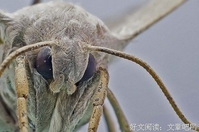 《糊涂小天使》经典观后感1000字