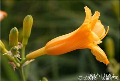 关于小当物年真晶轩的优美句子