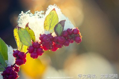 《雪白血红》经典影评1000字