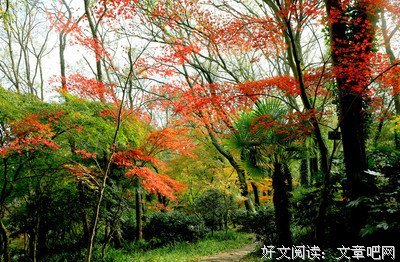 是开爱的优美句子
