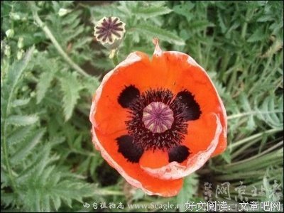  虞美人好词好句