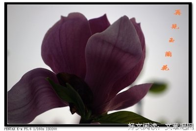 夕拾玉兰花，再见老营区