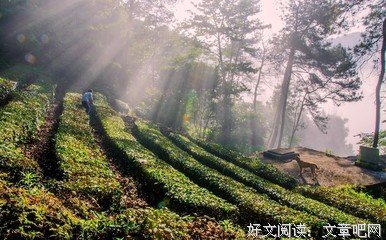 描写任家只的语句摘抄