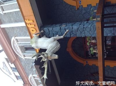 仰望。翱翔的蒼鷹句子大全