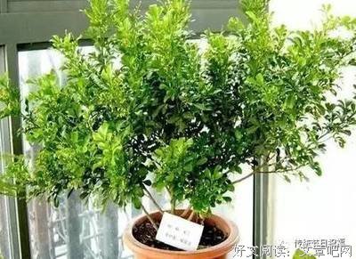 《爱集》的句子