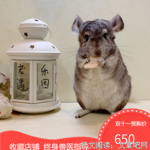 最新的《龙猫》语录摘抄