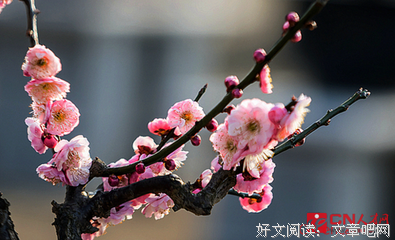 摘抄名句欣赏