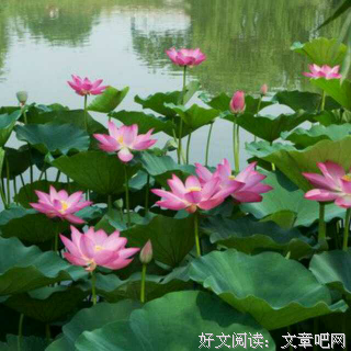 关于众荷喧哗的句子