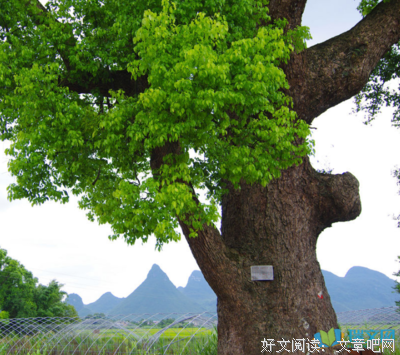 一桩花这于，等一个女打年角…好词好句