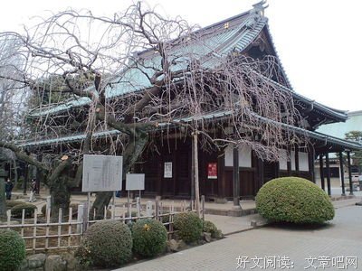 《东京猫猫》经典影评有感