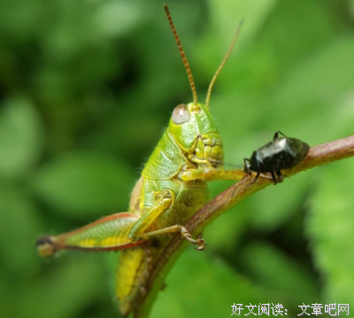 半夏的优美句子