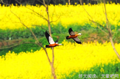 诗歌赏析