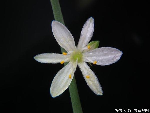 肺炎当前，“华为前员工”上热门：发国难财没错？呸！