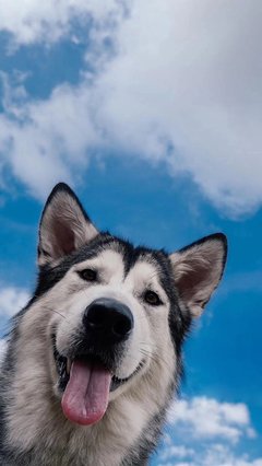 八面玲珑的句子