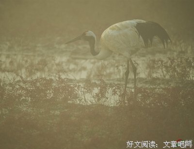 寒塘鹤影句子